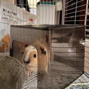 豚鼠窝仓鼠躲避屋猫窝金丝熊宠物窝兔子草窝遮光小宠用品防啃咬