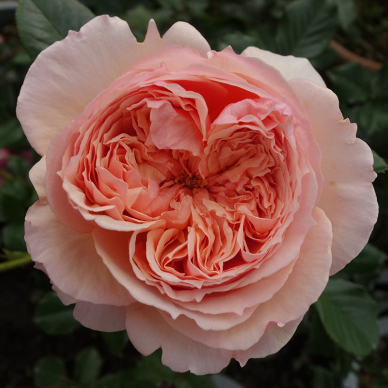 欧月真宙 月季花苗带花苞浓香大花 切花灌木 庭院 强果香 盆栽