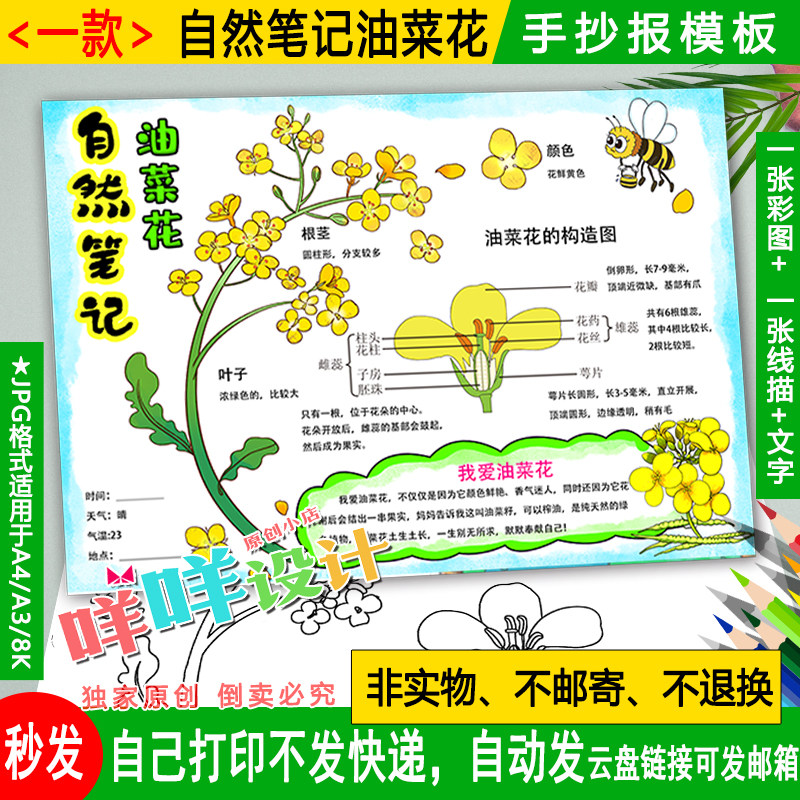 油菜花自然笔记小报黑白线描涂色空白春天植物生长学生手抄报模板