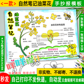 油菜花自然笔记小报黑白线描涂色空白春天植物生长学生手抄报模板
