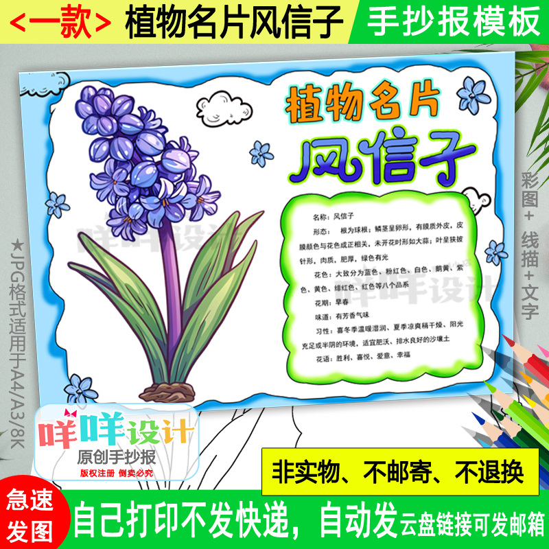 植物名片风信子手抄报黑白线描涂色空白自然笔记观察小报A48K模板