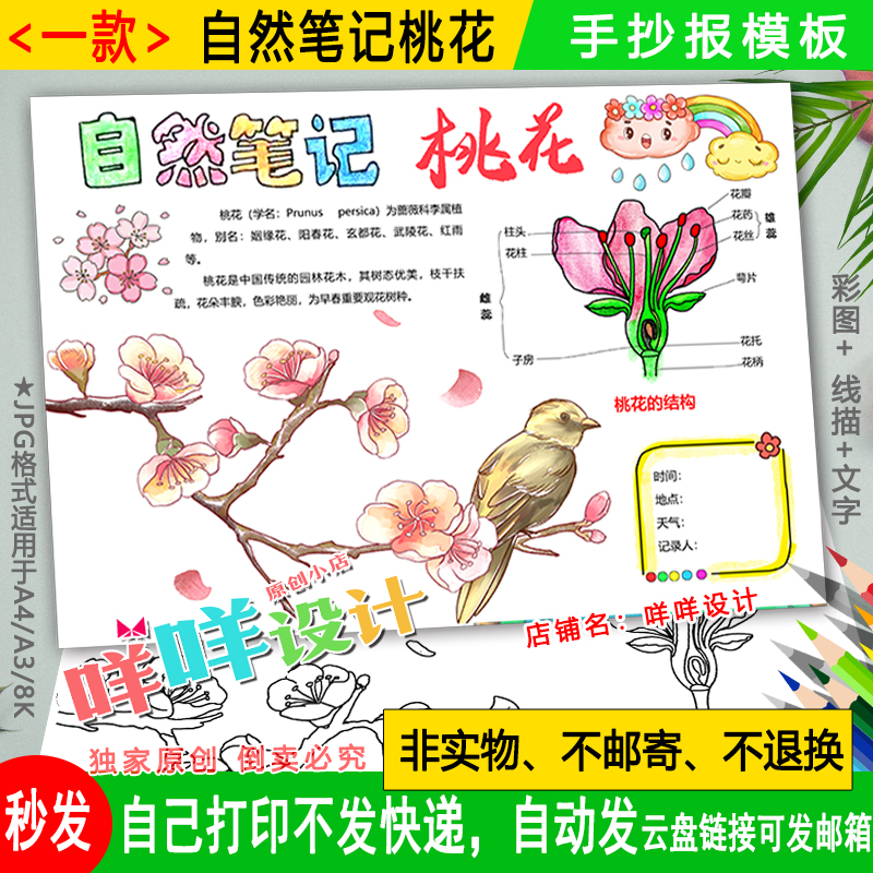 桃花植物生长日记小报黑白线描涂色空白小学生自然笔记手抄报模板