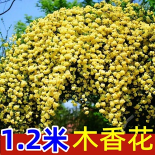黄木香花苗爬藤植物红白木香树苗大苗室内庭院多季开花木香花盆栽