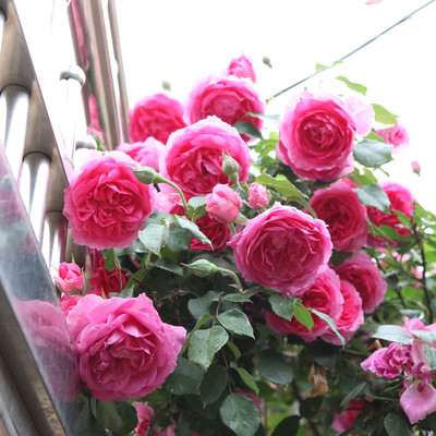 大游行爬藤月季蔷薇花苗大花四季浓香开庭院藤本花卉盆栽地栽