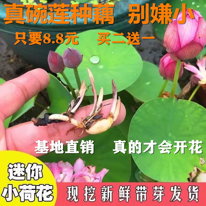 碗莲种藕荷花根茎带芽小水培植物