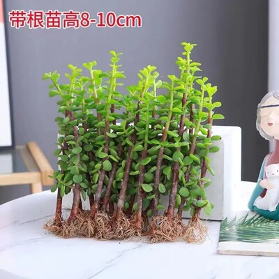 金枝玉叶小苗盆栽金玉满堂盆栽独颗多肉盆景小叶玉树老桩绿植花卉