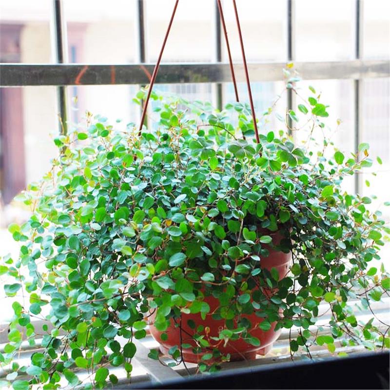 四季常青植物:千叶草〖千叶吊兰〗盆栽清除室内盆栽吊兰净化空气图片