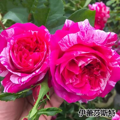 伊蕾莎斯特爬藤月季蔷薇花苗大花四季浓香开庭院藤本花卉盆栽地栽