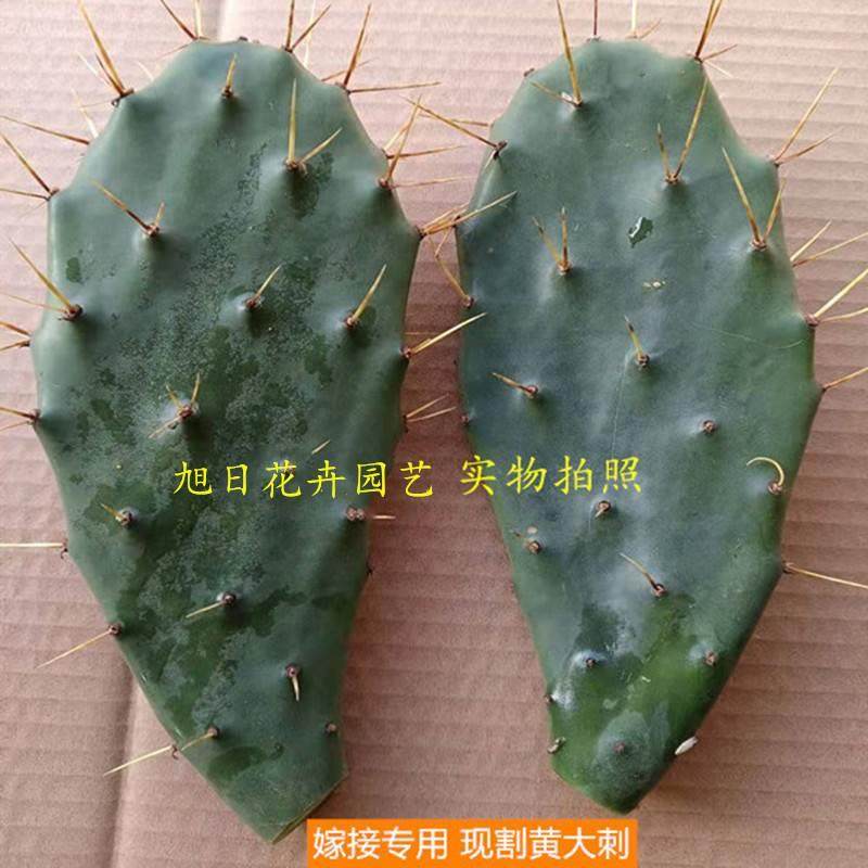 黄大刺仙人掌盆栽仙人掌嫁接领箭荷花蟹爪兰药用老片大黄刺大黄针