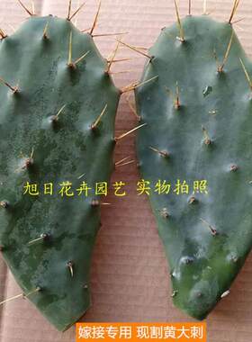 黄大刺仙人掌盆栽仙人掌嫁接领箭荷花蟹爪兰药用老片大黄刺大黄针