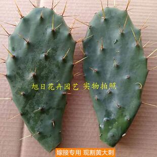 黄大刺仙人掌盆栽仙人掌嫁接领箭荷花蟹爪兰药用老片大黄刺大黄针