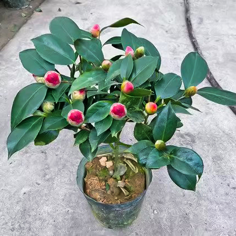 香妃山茶花盆栽带花苞五色赤丹花卉绿植物室内浓香型树苗动春开花