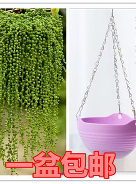 多肉植物珍珠吊兰盆栽室内花卉佛珠吊兰情人泪吊兰盆 56191