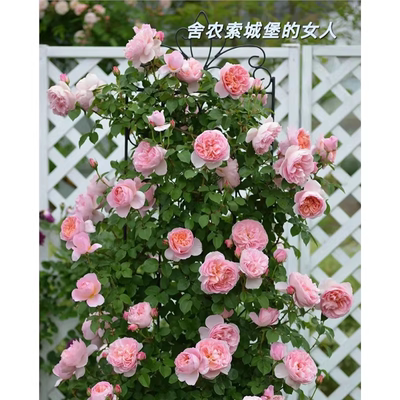 月季大花浓香多季开花庭院爬藤欧月长廊阳台盆栽藤本蔷薇龙沙宝石