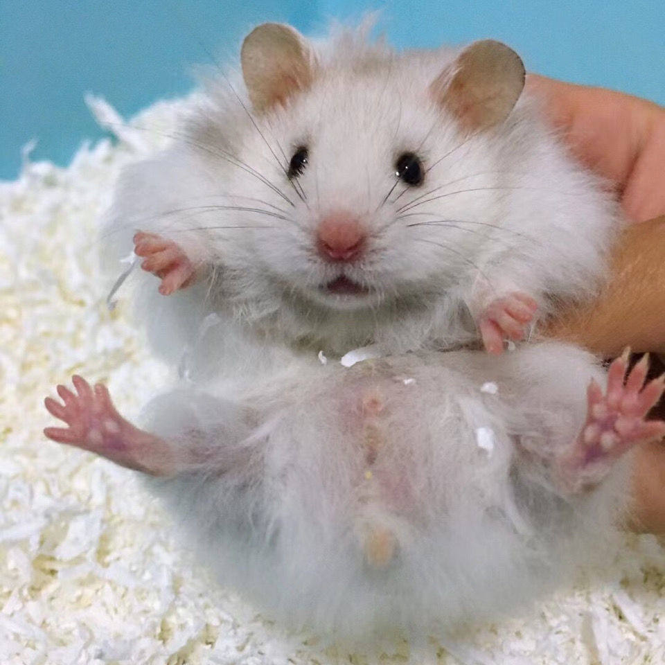 仓鼠活物长毛熊纯银鸽灰黑玻璃黄波利白熊送运输盒家养性格温顺