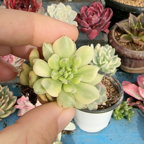小飞侠复轮锦