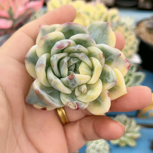 510伊莉莎白腹轮锦无根炸