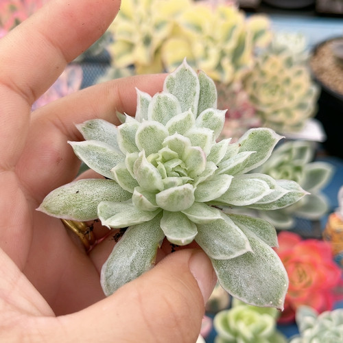 白蝴蝶冰边锦炸