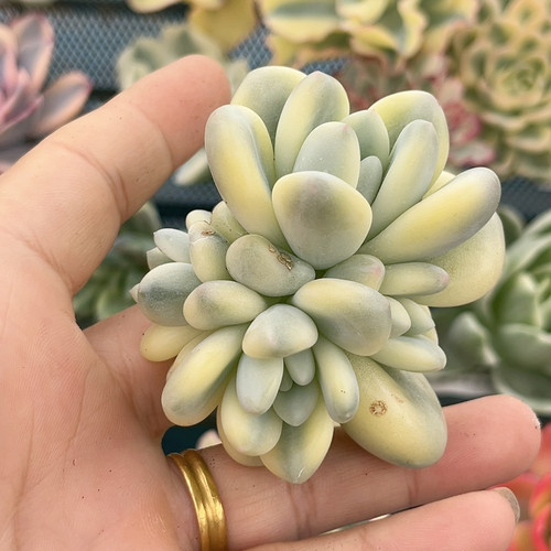 新香水腹轮锦群无根炸