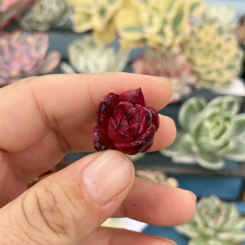 490紫玫瑰侧芽无根