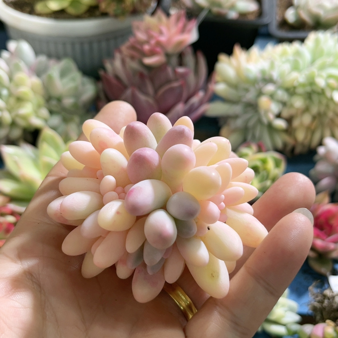 298婴儿手指锦无根,鲜花速递/花卉仿真/绿植园艺,多肉植物,淘宝优惠券,粉丝福利购,淘宝优惠卷