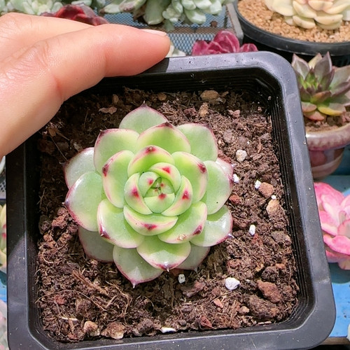 月亮石白复轮锦可带盆发