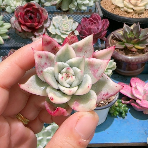 祝福玛利亚锦