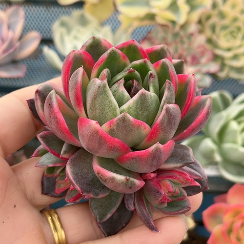紫水晶腹轮锦群无根