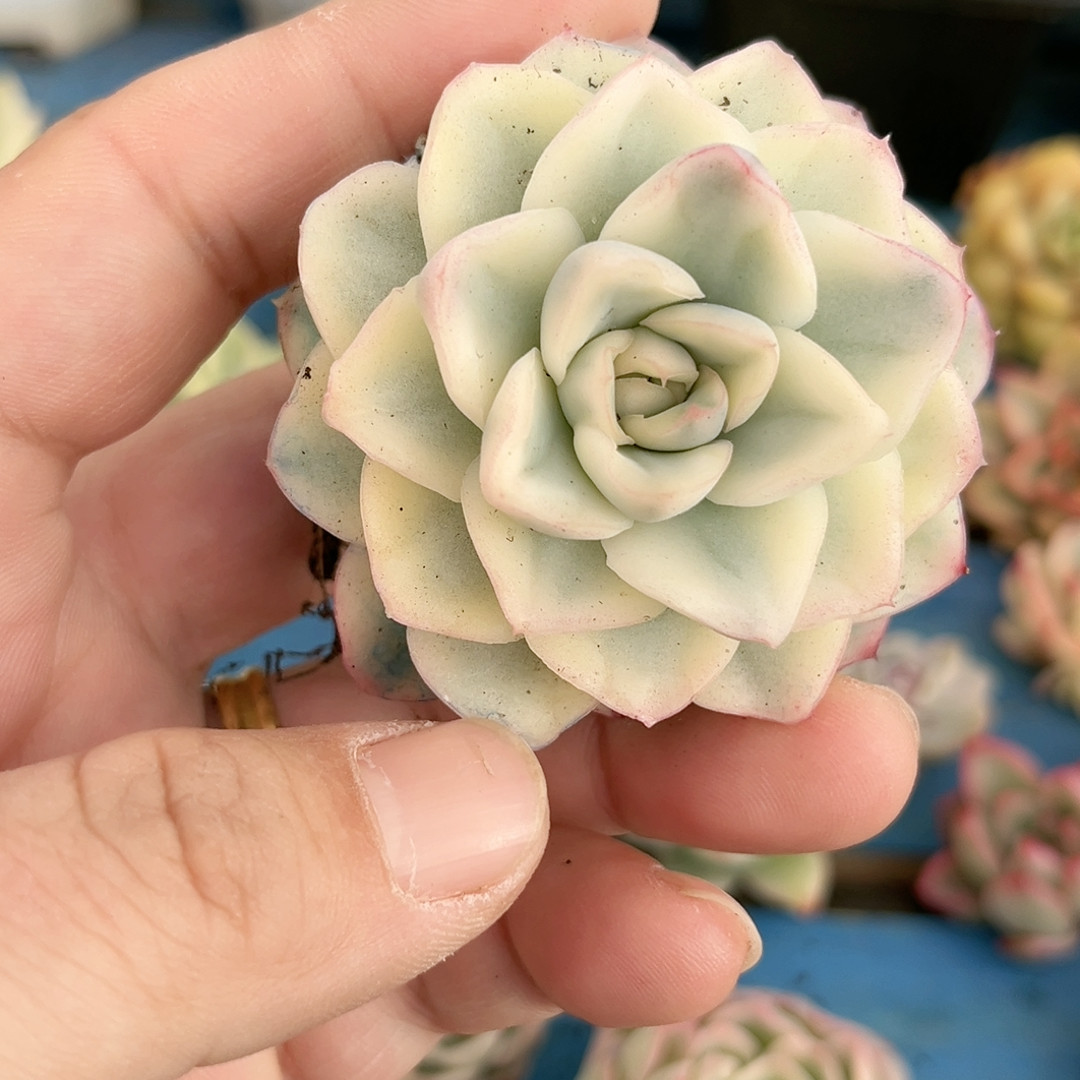 150雪鸢锦大单头,鲜花速递/花卉仿真/绿植园艺,多肉植物,淘宝优惠券,粉丝福利购,淘宝优惠卷