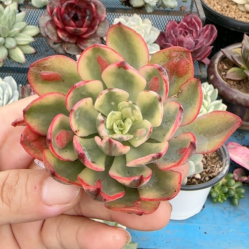 雨滴复轮锦