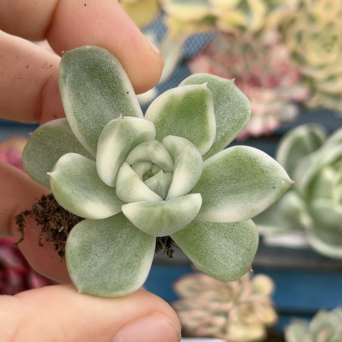 699白玫瑰珍妮锦有根