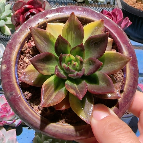 黑王子拉丝彩锦