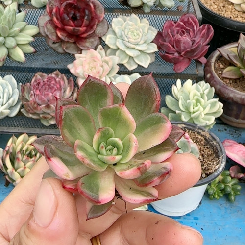 佛朗明哥拉丝锦