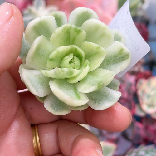 191贝瑞腹轮锦炸