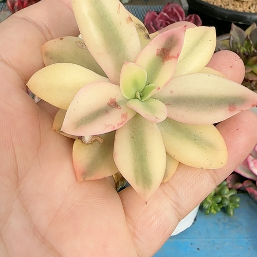 不知名锦