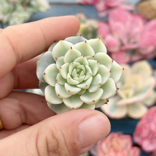 沙罗姬牡丹腹轮锦