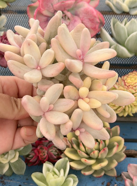 红手指腹轮锦群无根