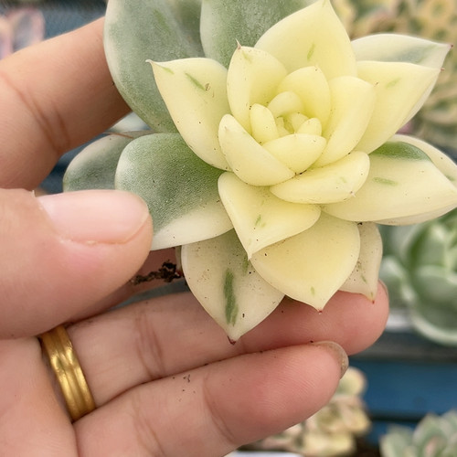 佛桑东云锦炸有根