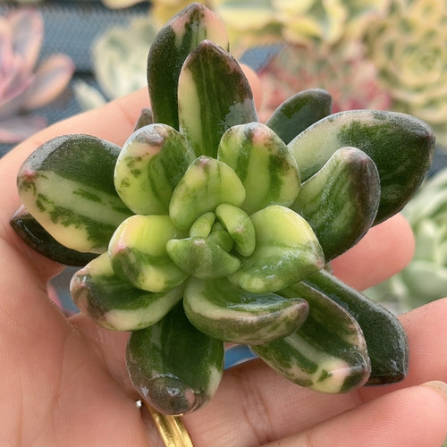 大单头紫丽殿彩锦无根