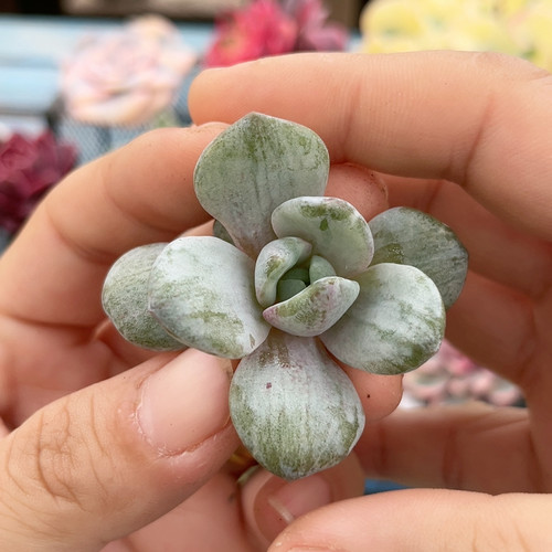 德国香槟锦炸无根炸