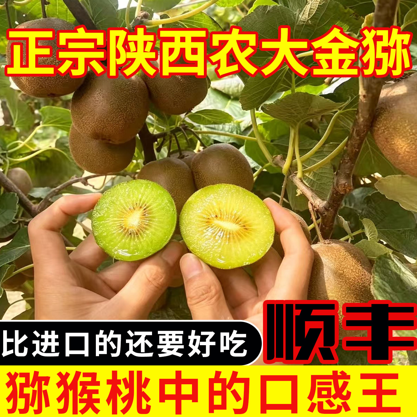 陕西农大金猕黄心猕猴桃奇异果香甜不酸当季新鲜水果生鲜农家自种