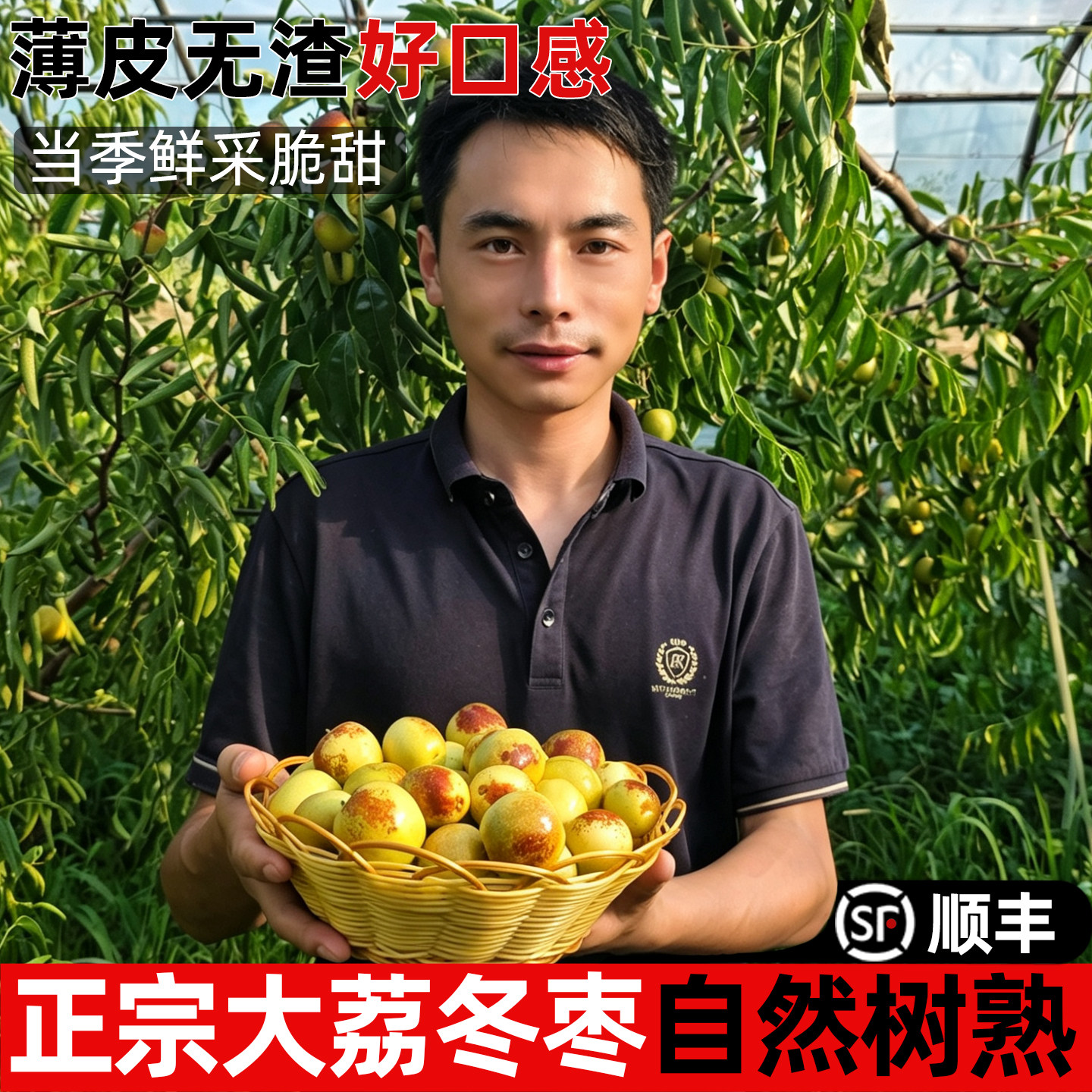 正宗陕西大荔冬枣果园批发顺丰