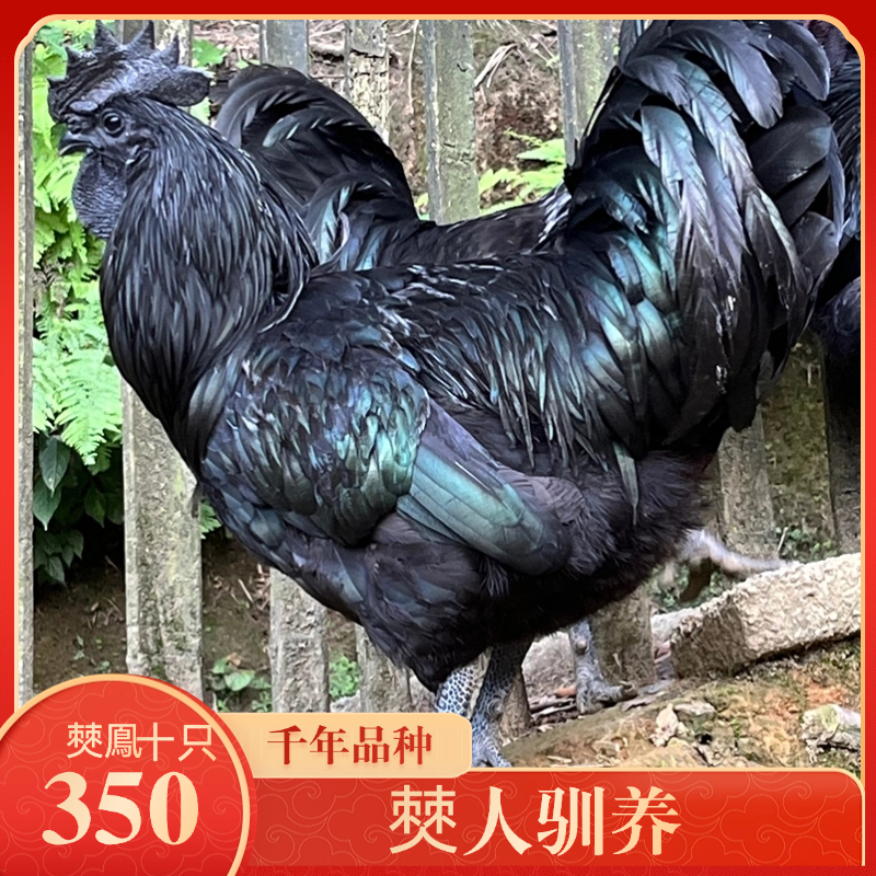 50天10只脱温鸡原种僰鳯高纯盐津乌骨鸡黑金属全活体包邮到家