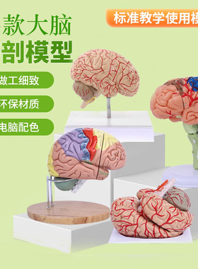 4DMaster拼装大脑解剖模型人体解剖结构4dmaster拼装可拆卸用具