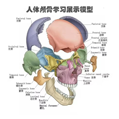 医学可拆分卸17部件1：2彩色头骨