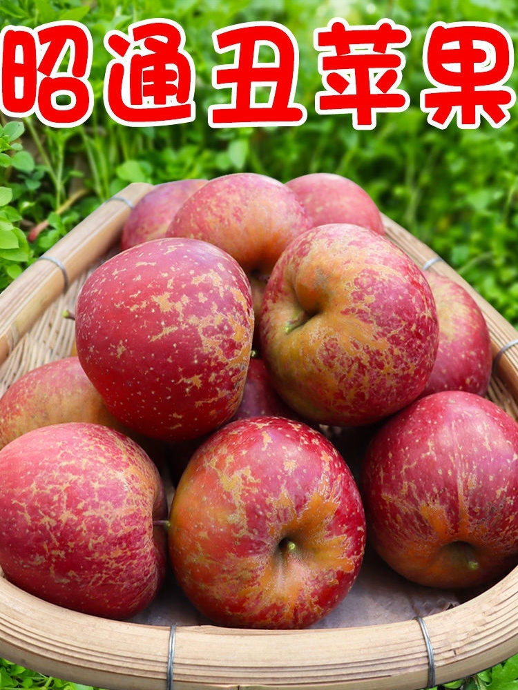 云南昭通苹果新鲜当季脆甜水果