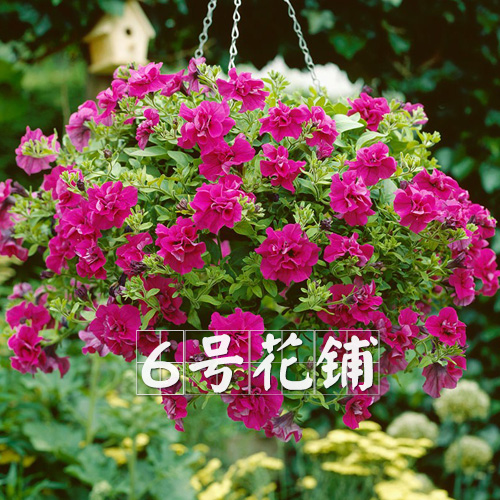 ½ø¿Ú¶à»¨´¹µõ°«Ç£Å£ÖÖ×ÓËļ¾²¥ÖÖ»¨ÖÖ×ÓÊÒÄÚÑǫ̂ÅèÔÔÒ×ÖÖÒ׻×Ñ