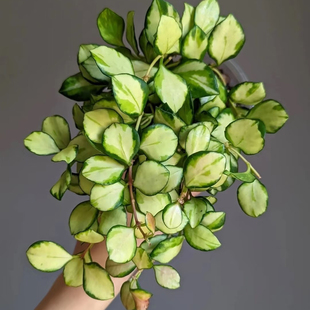 休斯科尔内锦休内球兰开花阳台窗台植物垂藤绿植垂吊好养小盆栽