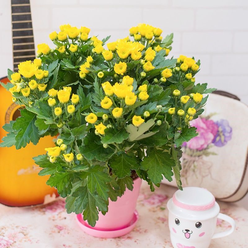 大菊花苗带花苞花卉观花绿植物庭院阳台盆栽荷兰菊千头菊四季开花