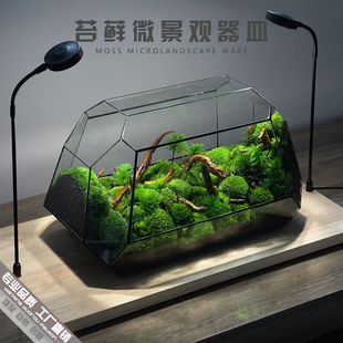 创意桌面苔藓造景雨林微景观容器皿生态瓶玻璃花房花盆宠物爬虫箱